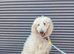 Standard poodle for sale female
