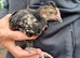 Various Chicks and Ducklings