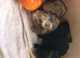 5 baby guinea pigs