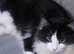 Main coon crossed BLH