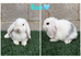 Pure breed mini lop bucks