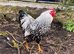 Silver laced Wyandotte bantam cockerel