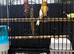 Male singer and cage