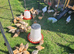 OLIVER EGGER PULLETS