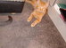 Ginger female kitten half ragdoll