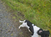 English springer spaniel