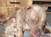 American Bully Pocket