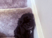 Beautiful F1 yorkiepoo READY NOW