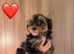 Pedigree KC registered Yorkshire terrier puppies
