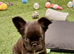 Fluffy Pink frenchie pups