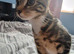 Kitty for rehomeing