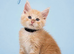 READY NOW: Tica enabled ginger maine coon kittens