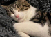 Two female for Rehoming