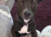 Staffy x patterdale pup