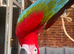 Green wing macaw
