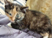 Siamese X Maine coon baby girl ready now Bristol