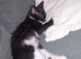 READY NOW! &pound;30..BOY KITTEN.
