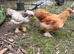 Pure Pekin Bantam growers 9 weeks