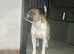 Stud dog proven and kc regestered