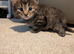 Gorgeous kittens ready for forever home