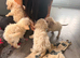 Ready now cocker spaniel puppies