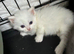 Kittens to reserve mum is full pedagree chinchilla Persian dad is full ragdoll