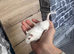 2 male gerbils for sale