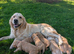 Golden retriever puppies (jacket potatos)