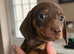 Mini dachshund puppy