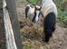 Cob cross colt foal