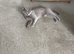 Two Beautiful British Shorthair Queens Looking for Loving Forever Homes