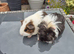 Baby Female Guinea Pigs Sheltie & Smooth Coats