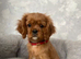 Cavalier King Charles