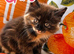 Beautiful 3/4 Bengal Kittens &ndash; &pound;200 Each
