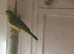 Canary