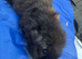 Young Guinea pigs available