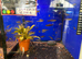 Beckfordi Pencilfish (Nannostomus beckfordi)