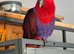 7  and half month old female eclectus parrot