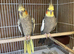 Cockatiel