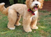 Pure Australian labradoodle puppy&rsquo;s