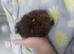 Marino x baby boars