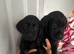 Labrador puppies reduced!!