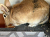 Harlequin pure breed lionhead Girl