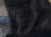 Male kitten