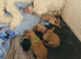Beautiful puppies