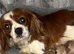Beautiful CAVAPOO puppies for sale