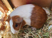 Guinea Pigs