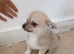 8 week old. Male pomchis