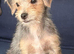 Yorkie cross jackapoo