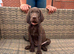 Beautiful KC GSP puppy girl